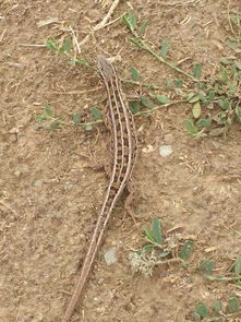老驥伏櫪，志在千里——藍色力獅旅行版塔城游記