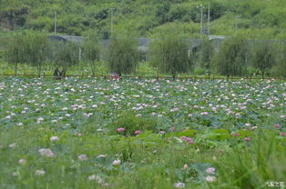 老驥伏櫪，志在千里——致我那默默奉獻的老款寶來